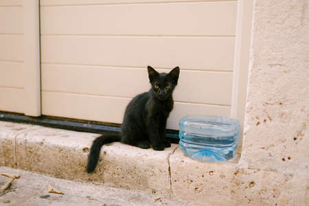 Black stray cat, with eye disease, on the curb at the entrance near the water in a plastic...
