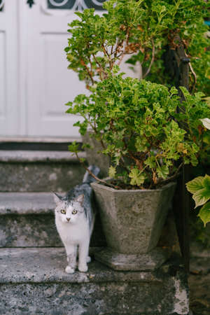 A cat with a gray back and a white chest on the steps with a white door and a large flower in a...