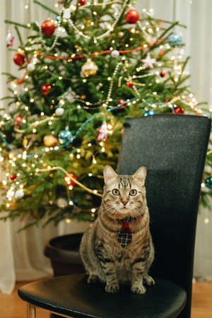 A cat in a tie under a Christmas tree decorated with toys, garlands and lights. Christmas card December 31.の写真素材