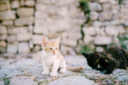 Red and black kittens on the pavement against the background of a stone wall.の写真素材