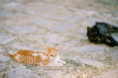 A ginger cat and a black cat are resting on the asphalt overgrown with grass.