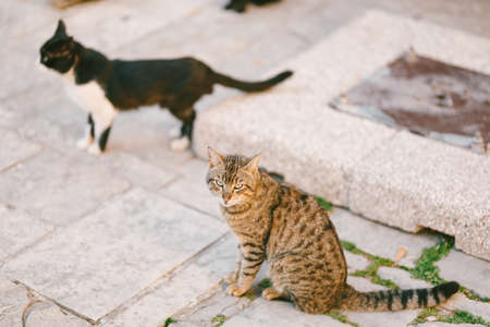Two cats on the asphalt in the street near a metal hatch.の写真素材