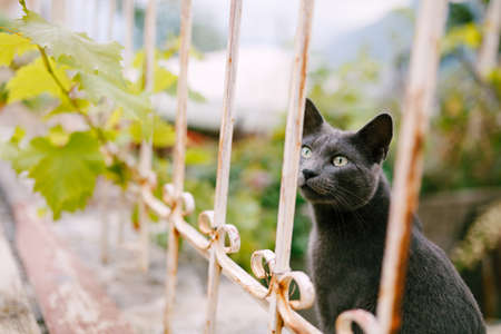 A gray ash cat sits near a metal fence with a grape branch on a blurred background.の写真素材