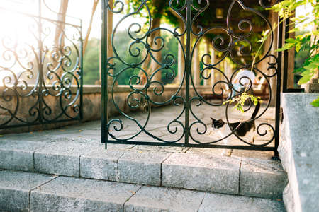 A black and white cat at the metal gate with patterns at the stone steps against the background of a long corridor.の写真素材