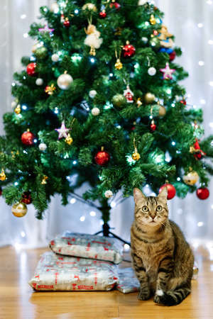 Gray fluffy cat under a decorated Christmas tree with wrapped gifts.の写真素材
