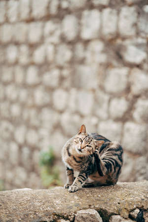 A gray cat with black stripes scratches behind the ear with its hind paw on a stone texture.の写真素材