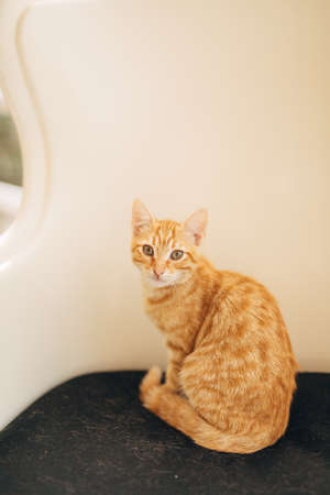 A ginger cat sits on a chair with a black seat and a white back.の写真素材