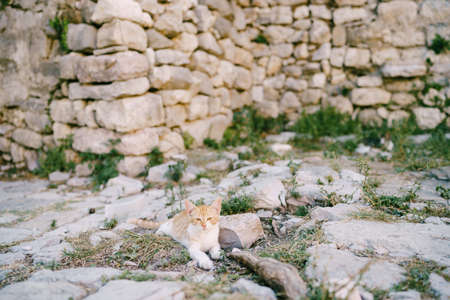 A ginger cat with a white breast lies on the stones against the background of an old building.