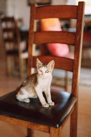 Gray cat with white breast on a chair with a wooden back and leather seat in the room on a blurred background.の写真素材