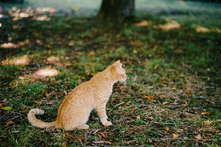 A ginger cat sits on green grass in a clearing by a tree.の写真素材