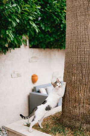 A white cat with gray spots in the yard claws against the trunk of a large tree against the background of a brick fence and green leaves.の写真素材