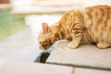 A ginger cat on the asphalt drinks water from a reservoir.