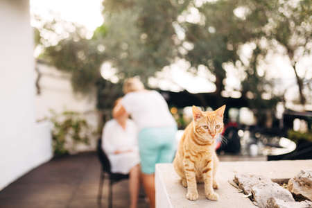 Ginger cat in the yard against a blurred background of trees and people.の写真素材