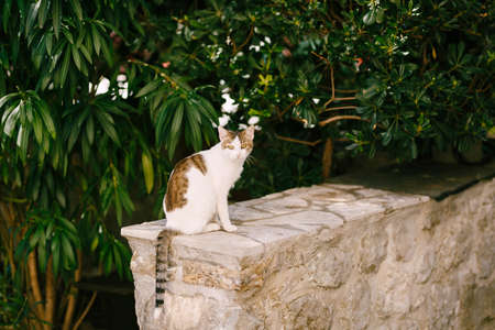 A gray cat with a white breast and legs on a stone fence against a background of tall green trees.の写真素材