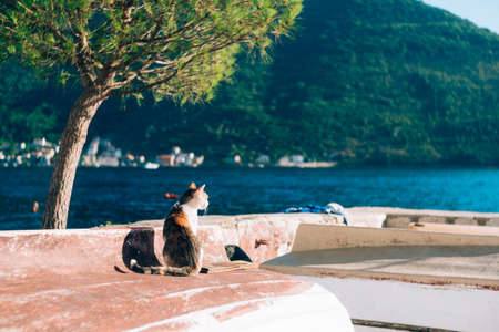 A tricolor cat sits with its back on the shore near the water overlooking the green hills of the boat.の写真素材