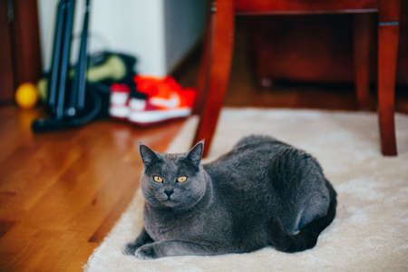 Purebred ash cat sits on a rug in the room on a blurred background.の写真素材