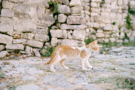 Red cat with white on the asphalt against the background of a stone wall overgrown with greenery.の写真素材