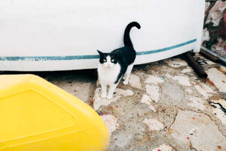 Black and white cat on the background of an upturned white boat at the boat station.の写真素材