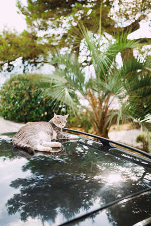A gray tabby cat lies on the roof of a car in the shade of trees on a sunny day.の写真素材