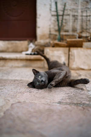 The gray cat sprawled playfully on the asphalt against the background of steps and doors.の写真素材