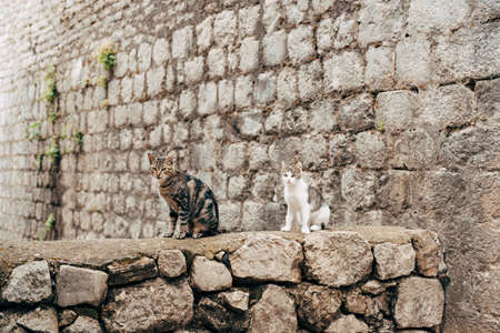 Two cats, gray with black stripes and white with gray spots, sit on a stone fence against the backdrop of a stone wall.の写真素材