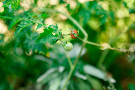 Green cherry tomato on a branch in the center against a background of ripe tomato and greenery.の写真素材