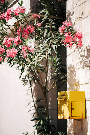A bright yellow mailbox on a white wall by a bush with pink oleander flowers.の写真素材