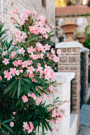 Oleander bush against the background of the gate with brick columns at the house.の写真素材