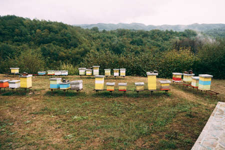 Beehives in an apiary in a meadow overlooking the forest and mountains. Apiculture.