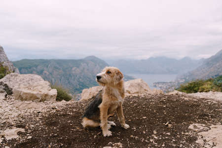 A shaggy dog on the ground with a small stone against the background of mountains, water and sky at...