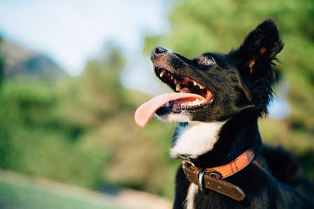 Close-up of a black little dog with open mouth and protruding tongue looks up in surprise in nature.