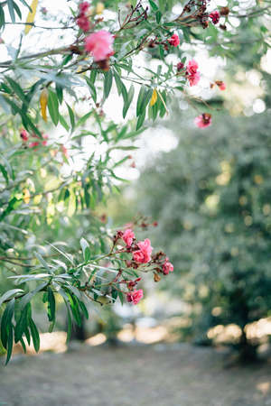 Blooming oleander against the background of a meadow and trees with a shallow depth of field.の写真素材