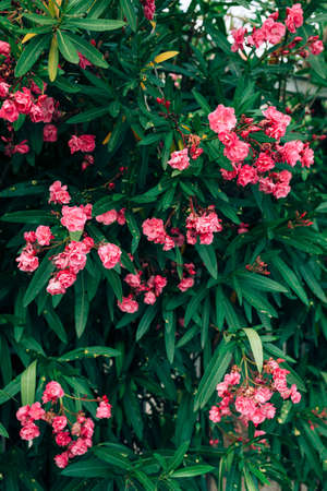A fluffy oleander bush with pink flowers during flowering.