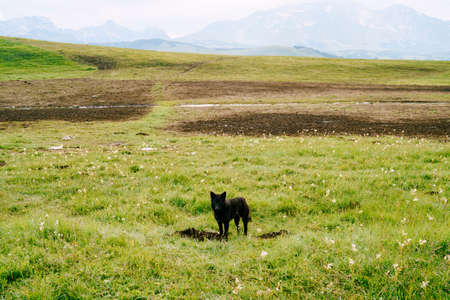 Black shepherd dog in a pasture on green grass against the background of mountains on the horizon,...