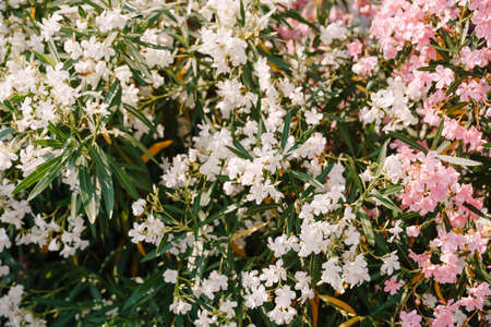 Close-up of white and pink oleander flowers on a sunny day.