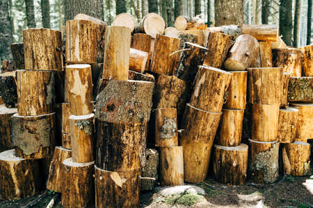 Chopped tree trunks, stumps stacked in a pile in the forest.の写真素材