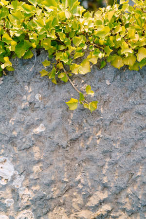 Stone wall with place for text, green ivy leaves on top.の写真素材