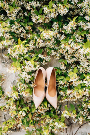 Close-up of white womens shoes on the branches of a fragrant liana honeysuckle honeysuckle on a stone wall.の写真素材