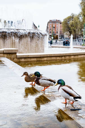 Two drakes and one duck drink water from the fountain.の写真素材