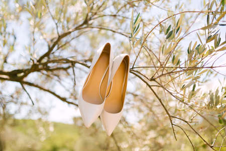 White wedding shoes of the bride on the olive tree branch.の写真素材