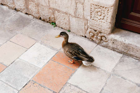 A wild duck walks through the old town of Kotor in Montenegro.の写真素材