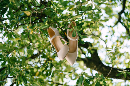 Brides shoes on a tree in green leaves.の写真素材