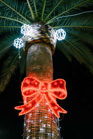 Date palm festively decorated for Christmas with garlands in the form of a red bow.
