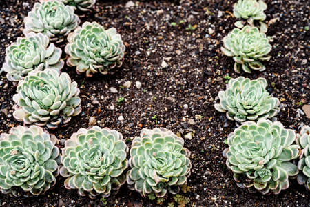Close-up of Echeveria green succulents in a flower bed in the ground.