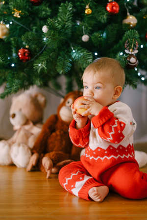 Baby in a red knitted bodysuit is eating an apple in front of a Christmas treeの写真素材