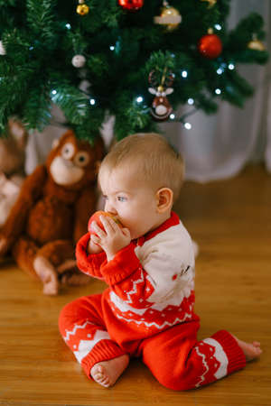 Baby girl in a red-and-white knitted bodysuit is biting on an apple in front of a Christmas treeの写真素材