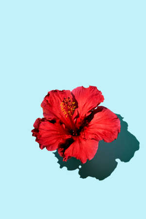 Fashion minimalistic concept flat lay of a hibiscus flower on a blue background. Copy spaceの写真素材