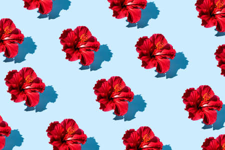 Trendy pop art design of top view hibiscus flower pattern on a blue background.の写真素材