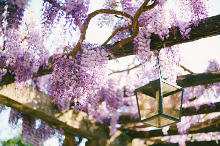 Close-up of blooming wisteria on wooden beams by a hanging street lamp.の写真素材