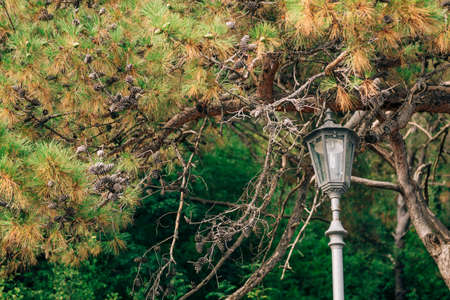 A tall street lamp near a fir tree with cones against a background of green trees.